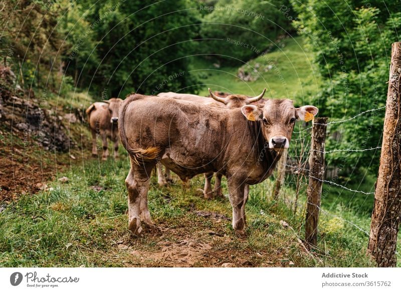 Kuh auf der Weide auf dem Land Landschaft weiden Tier Zaun heimisch Herde ländlich Rind Asturien Spanien Viehbestand Wiese Bauernhof Umwelt stehen Sommer Gras