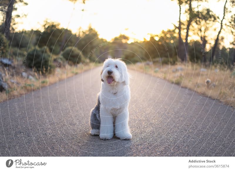 Süßer flauschiger Hund auf der Straße alter englischer Schäferhund Tier Sonnenuntergang Kreatur Asphalt majestätisch Natur Fussel Fahrbahn Abend sitzen niedlich