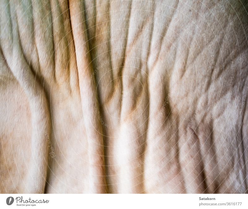 Nahaufnahme der Textur der Kuhhaut Haut Tier Oberfläche Bauernhof weiß Bräune Hintergrund Leder Bulle Rind bovin Design Natur abstrakt merkwürdig