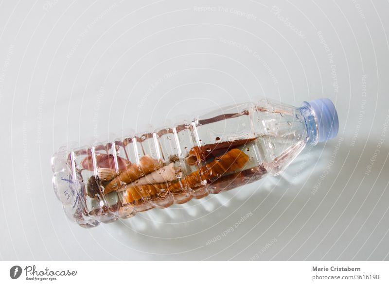 Muscheln in einer Plastik-Einweg-Wasserflasche, die das Konzept der Meeresverschmutzung, der Plastikverschmutzung und der Umweltschäden zeigt konzeptuelles Foto