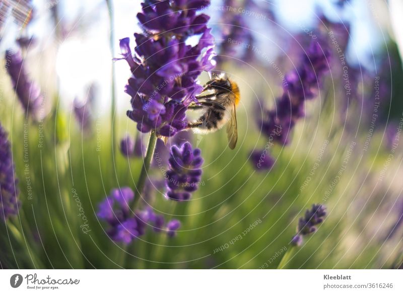 Wildbiene sammelt Honig und Pollen an Lavendelblüten Biene Honig, Nektar Sommer Makroaufnahme fliegen Außenaufnahme Tier Wildtier Tierporträt gesund,