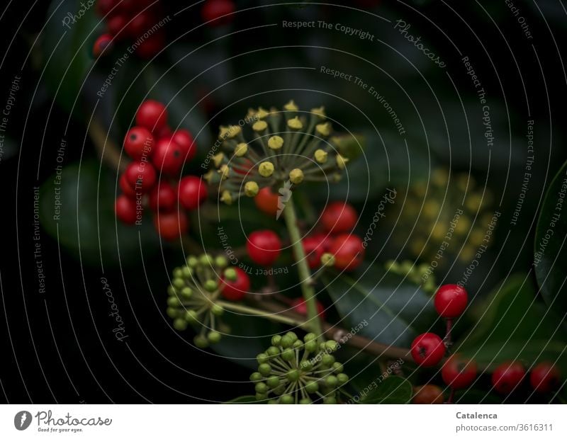 Efeu und die roten Beeren der Stechpalme auf dunklem Hintergrund Pflanze Natur Flora Fruchtkörper ilex Kletterpflanze dunkel Grün Rot gelb Blatt Heilpflanzen