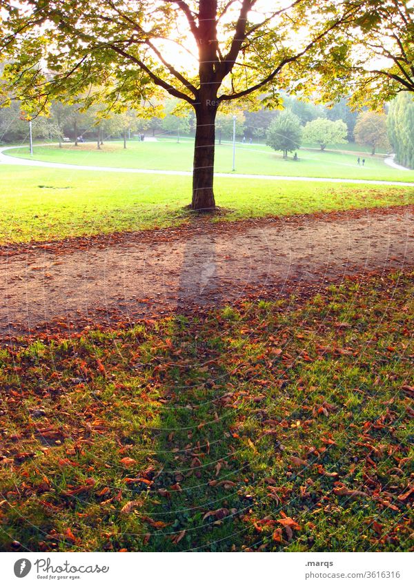 Spätsommerabend Park Baum Laubbaum Wiese Gegenlicht Wege & Pfade Blätter Schönes Wetter Abend Erholung warme Farben