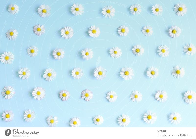 Schönes Blumenmuster, frische, weiße Gänseblümchen auf pastellblauem Hintergrund. Ansicht von oben. Weiche Lichtfarbe: Mockup für Sonderangebote als Werbung oder andere Ideen. Flach gelegt.