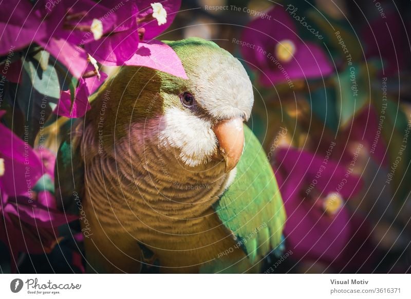 Mönchsittich schaut in die Kamera zwischen Bougainvillea-Blumen grün Blick Tier charmant Lifestyle klein Sittich niedlich intelligent Papagei natürlich Vogel