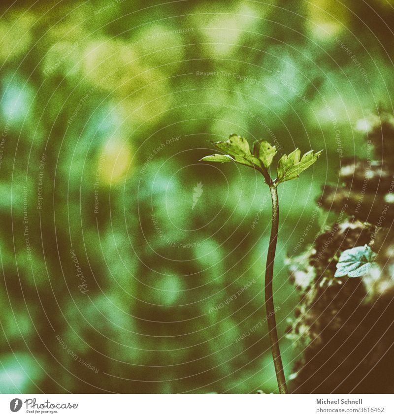 Kleine Pflanze im Wald Natur grün Nahaufnahme Außenaufnahme Detailaufnahme flockig Schwache Tiefenschärfe Farbfoto Menschenleer