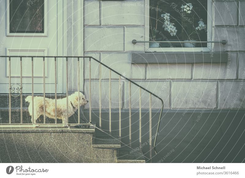 Kleiner Hund steht auf einer Haustreppe und schaut aufmerksam Haustier Tier Farbfoto Außenaufnahme niedlich Blick Neugier Tierliebe friedlich Aufmerksamkeit