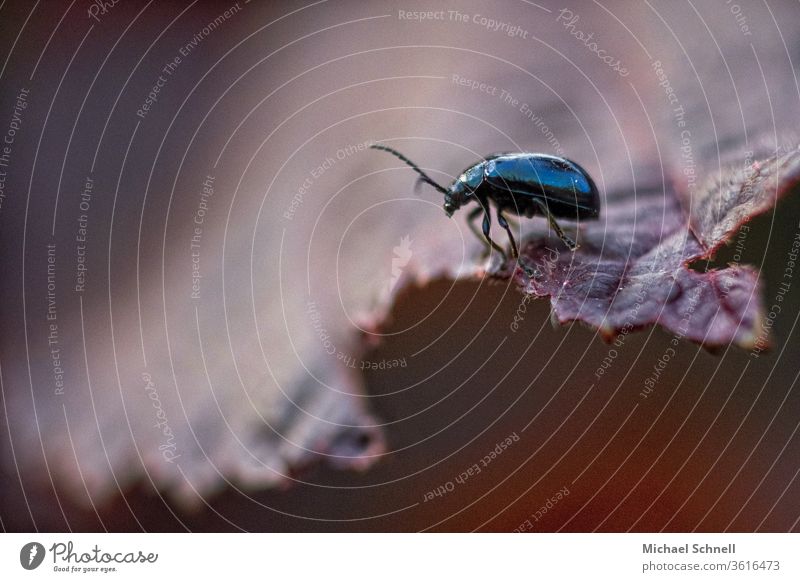 Makroaufnahme eines kleinen Käfers auf rötlichem Blatt Insekt Nahaufnahme Tier krabbeln Pflanze flockig Schwache Tiefenschärfe Menschenleer allein