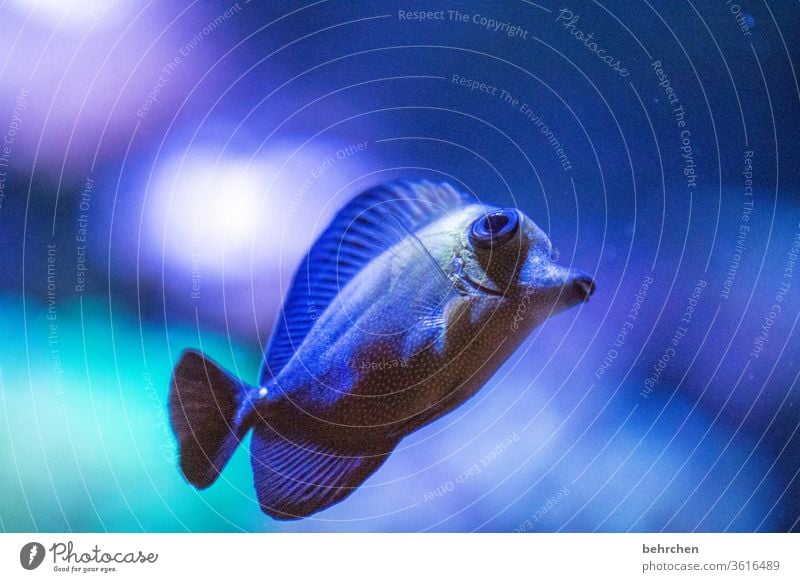 blubb | freitagsfischi Korallenriff flossen See Meer Wildtier Natur Menschenleer Tierporträt Unterwasseraufnahme Farbfoto Aquarium schwimmen Schuppen Fisch blau