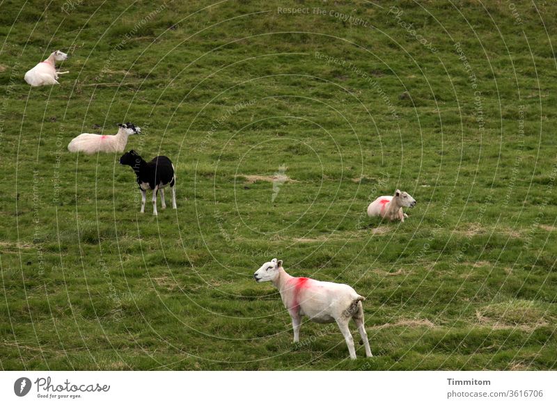 Schafe irgendwie auf der Wiese angeordnet 5 Farbe Markierung Tiergruppe Natur Menschenleer Weide Yorkshire warten Schwarzes Schaf