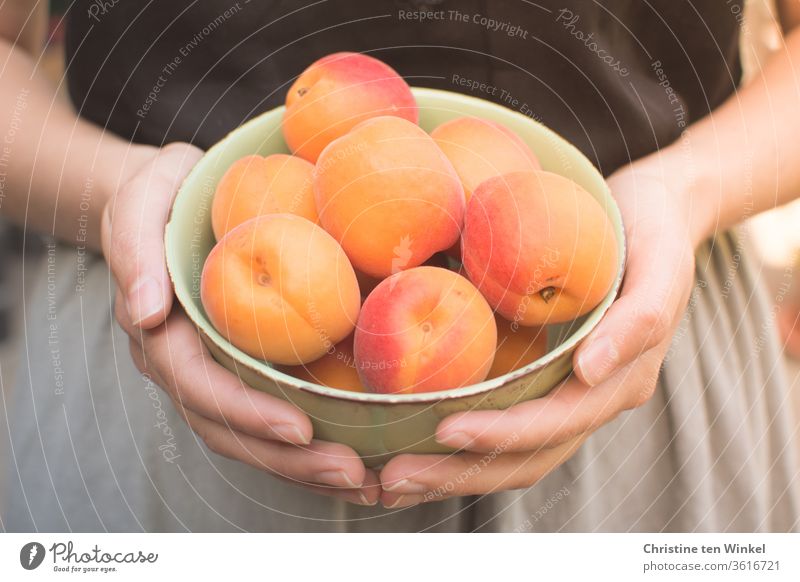 junge Frau hält eine Schale mit frischen Aprikosen vor sich in den Händen Sommer Frucht saftig Vitamin Gesunde Ernährung Junge Frau Obst Hand genießen