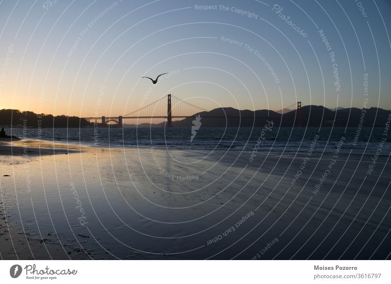 Seemöwe fliegt während des Sonnenuntergangs in San Francisco auf die Golden Gate Bridge zu Sonnenaufgang Dämmerung Morgendämmerung Außenaufnahme Farbfoto Wasser