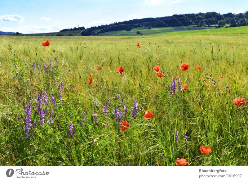 Wicke und Mohnblumen in einem Getreidefeld getreide mohnblumen wicke rot lila gras gräser rhön thüringen sommer natur landschaft kräuter unkraut pflanze grün