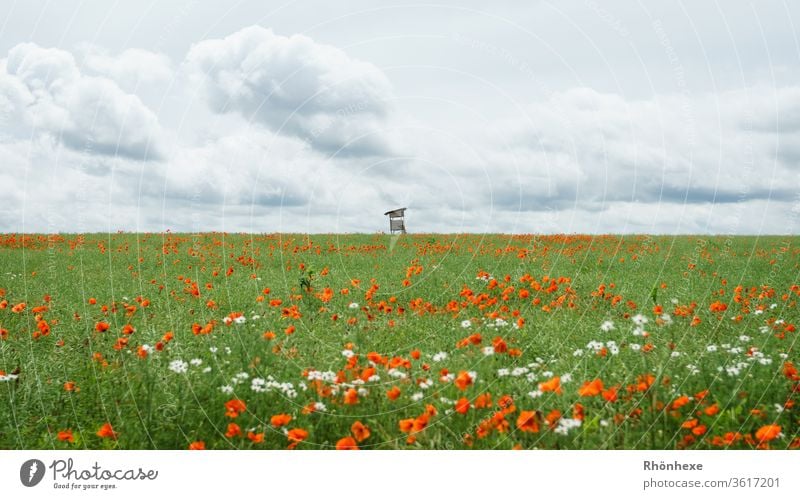 Einsamer Jägerstand an Ende einer Blumenwiese Jägersitz Außenaufnahme Sommer Sommertag Wolken Wolkenhimmel Landschaft Natur Naturliebe Pflanzen Wiese