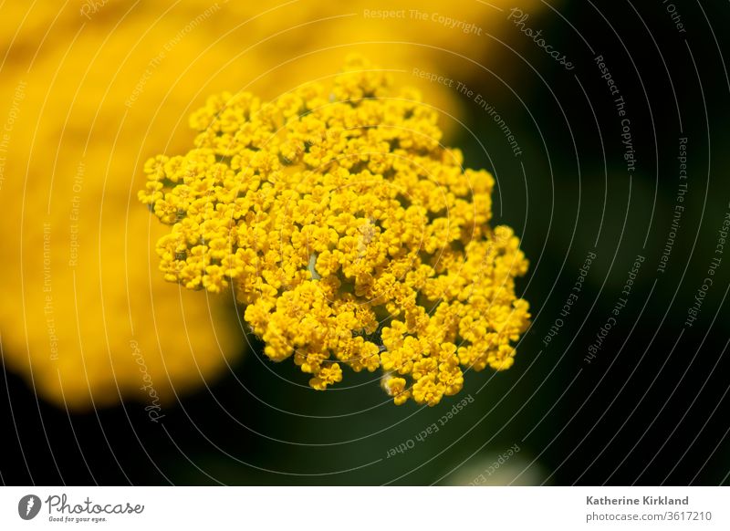 Gelbe Schafgarbenblüte Achillea Millefolium gelb Blume geblümt Natur natürlich grün Textfreiraum Medizin medizinisch Kraut Kräuterbuch Kräuterkunde Farbe