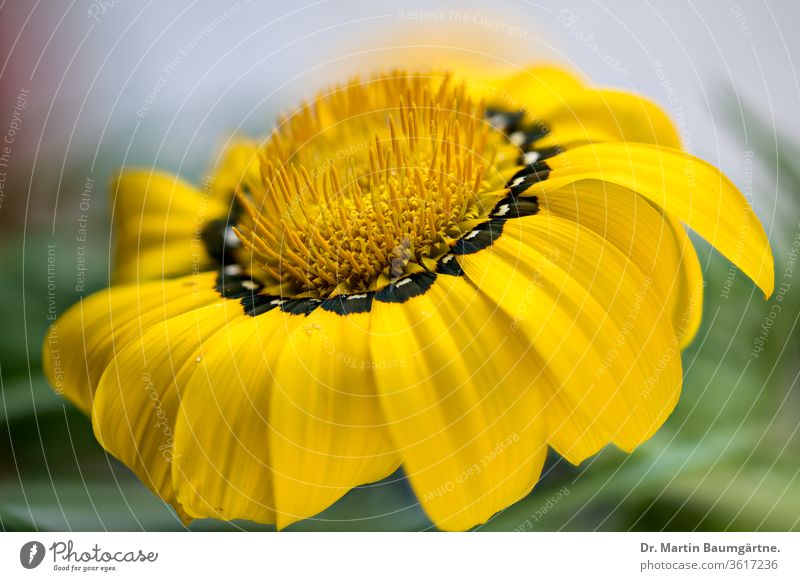 Gazania-Blumenkopf aus Südafrika Gazanie rigens Kulturvarietät gänseblümchenartig Verbundwerkstoff Blütenkopf gelb orange Dürre-tolerant Asteraceae