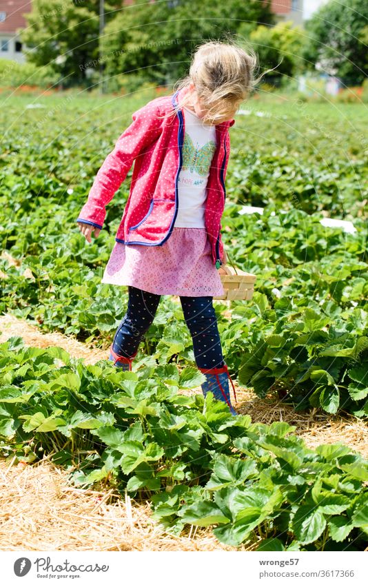 naturverbunden | Ein Schmetterling im Erdbeerfeld Thementag Mädchen Kind Spurensuche Erdbeersuche Erdbeersaison Erdbeerernte Erdbeerreihen Sommer Außenaufnahme