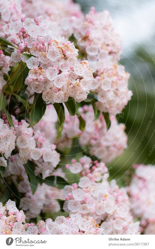 Blüten der Breitblättrigen Lorbeerrose ( Kalmia latifolia ) Blumen Sommer viele rosa zart Garten außergewöhnlich Berglorbeer Lorbeerrosen Heidekrautgewächse