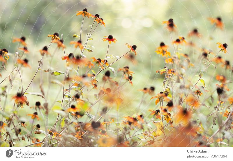 Sommergarten - Blüten des Sonnenhut (Echinacea) im Sonnenlicht echinacea Sonnenhutbluete Garten Blütenmeer Lichtdurchflutet Blumen Blütenpracht Viele orange
