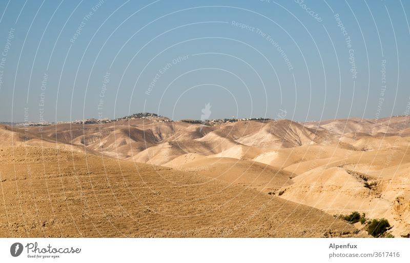Durchkämmt die Wüste ! Palästina Außenaufnahme Landschaft Sand Tag Farbfoto Menschenleer Umwelt Ferien & Urlaub & Reisen Düne Schönes Wetter Licht Dürre