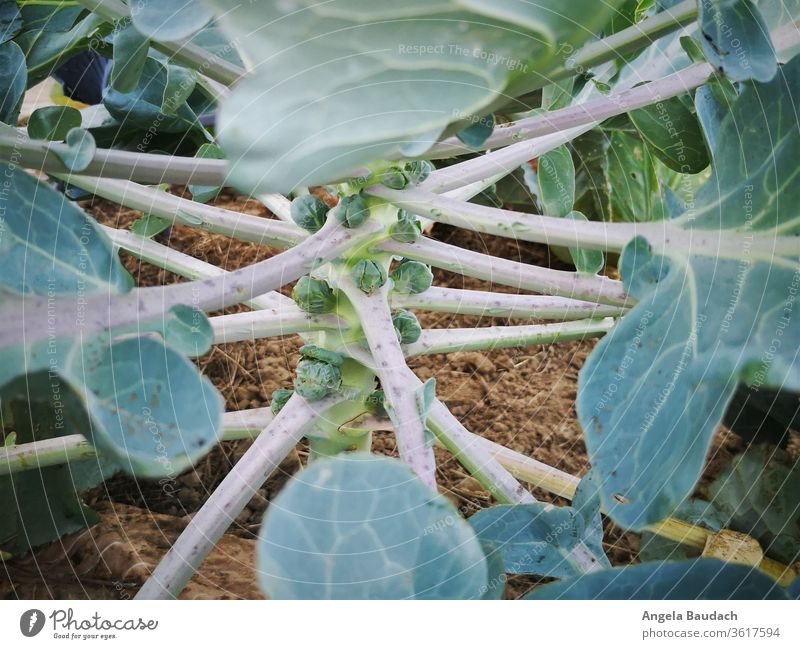 eigenes Bio-Gemüse anbauen: Rosenkohl Rosenkohlpflanze Garten so wächst Rosenkohl Gemüsegarten Gemüseanbau Vegetarische Ernährung Bioprodukte Lebensmittel