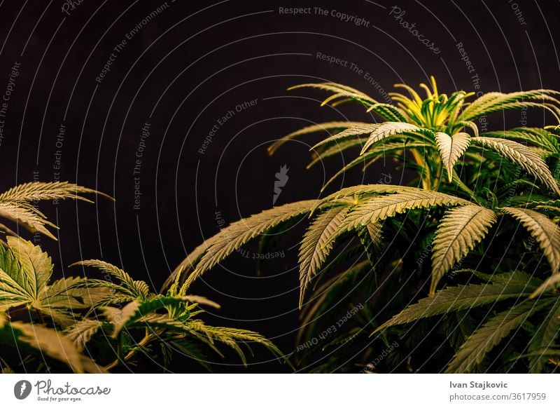 Vollbildaufnahme von Cannabispflanzen vor dunklem Hintergrund Umwelt Blume Schönheit Tropfen Gras grün Frühling Pflanze Sonnenlicht Reinheit Wachstum liquide