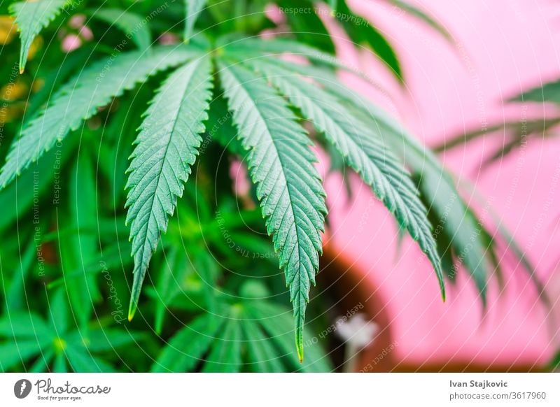 Indoor-Cannabispflanze, Marihuanazweig auf rosa Hintergrund mit Kopierraum Missbrauch bunt Hanf Pflanze Sucht Schönheit Element Kraut Wachstum geblümt graphisch