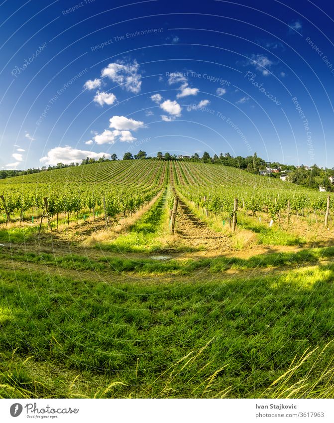 Weinberghügel im Osten Wiens Österreichs Himmel wachsen Industrie malerisch Sonne Wachstum wachsend Reihe Ernte Landschaft Weinbau Sonnenuntergang Weingut
