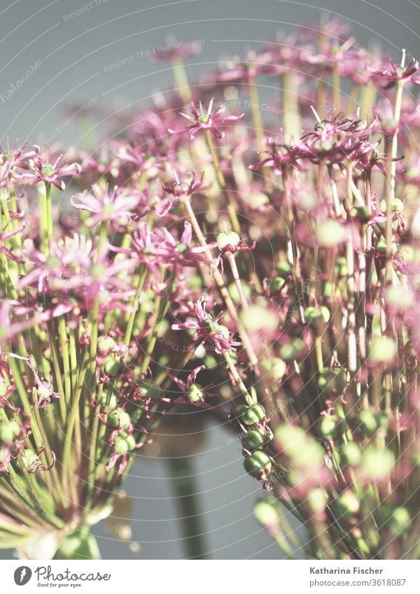 Allium Allium giganteum Natur Farbfoto Pflanze Makroaufnahme Detailaufnahme grün Tag violett Innenaufnahme Dekoration & Verzierung Blume Blüte schön Sommer rosa
