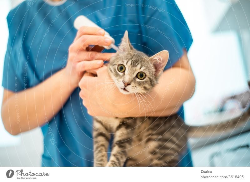 Tierärztin verwendet Ohrentropfen zur Behandlung einer Katze Veterinär Tierarzt Arzt Tropfen eardrops Haustier Katzenbaby katzenhaft grau Krankenpfleger Medizin