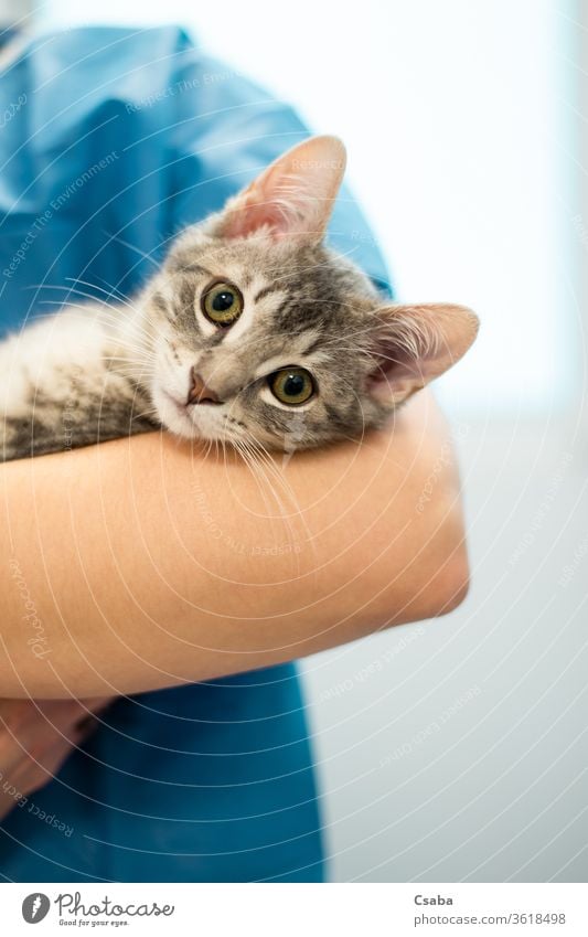 Weibliche Tierärztin hält eine Katze auf den Händen Veterinär Tierarzt Arzt Frau Haustier Katzenbaby Krankenpfleger Klinik katzenhaft medizinisch Gesundheit