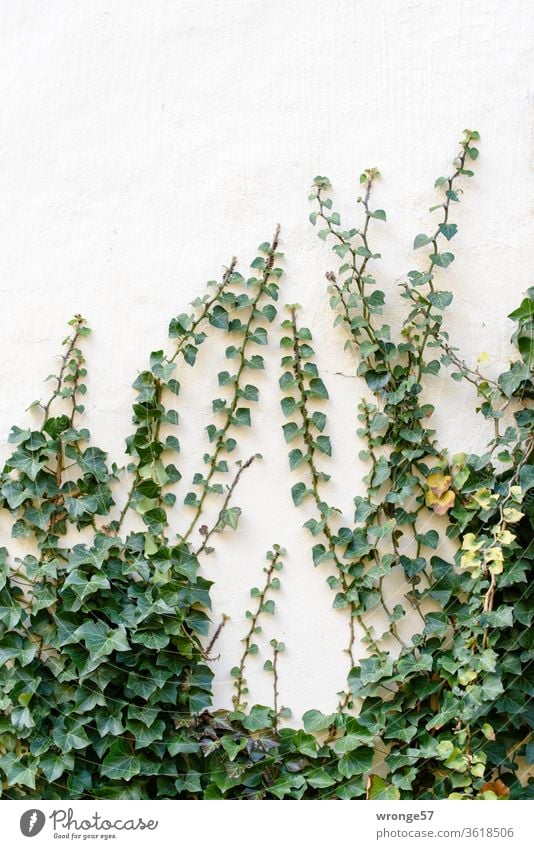 Efeu rankt an einer hellen Wand empor ranken Kletterpflanzen Pflanze grün Außenaufnahme Farbfoto Mauer Ranke Blattranken Menschenleer Wachstum Fassade Tag