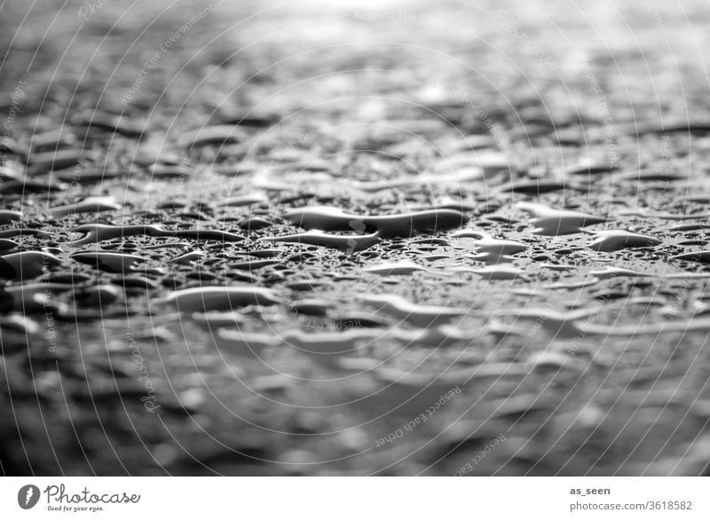 Regen Tropfen regnen Regentropfen Wasser nass Natur Wassertropfen Außenaufnahme Nahaufnahme frisch Wetter Makroaufnahme Detailaufnahme Reflexion & Spiegelung