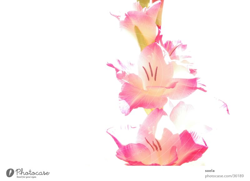 Gladiole Blume Licht Langzeitbelichtung Goldener Schnitt Natur