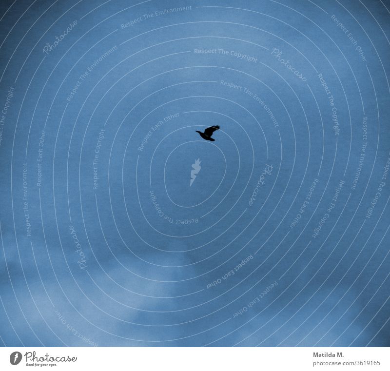 Vogelsilhouette vor einem dunkelblauen Himmel Vögel Vogelflug Vogelbeobachtung Schatten fliegen fliegend himmelblau himmelwärts Himmelswolken Tier Silhouette
