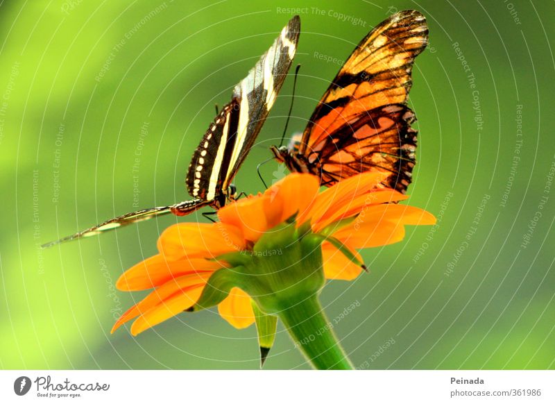 Butterflies Natur Pflanze Tier Blume Blüte Schmetterling Flügel 2 Tierpaar Brunft berühren Blühend Duft Erholung fliegen hocken sitzen ästhetisch exotisch frei