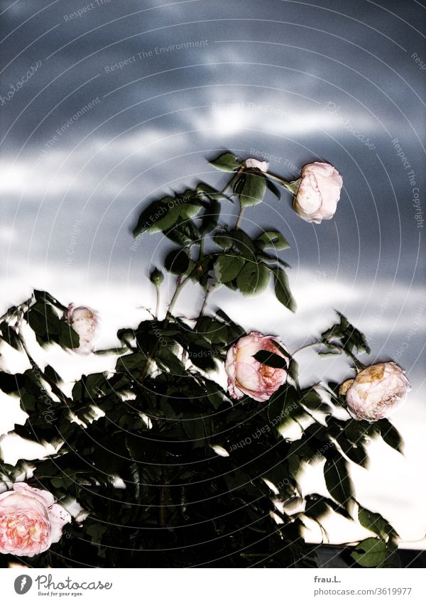 Der Rosenstock zuckte erschrocken zusammen als ihn das Blitzlicht traf. Abraham Darby Himmel Pflanze Blume Wolken Englische Rose Historische Rose
