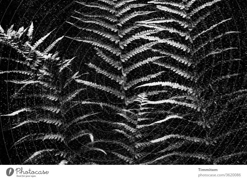 Farn und Sonnenschirm - Doppelbelichtung, schwarz-weiß Farnblätter Natur Pflanze Schwarzweißfoto dunkel Kontrast Gewebe Form
