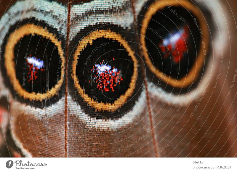 Natursymmetrie auf einem Schmetterlingsflügel Flügelmuster abstrakt Naturmuster symmetrisch Symmetrie Abschreckung abschrecken abschreckend Kreise