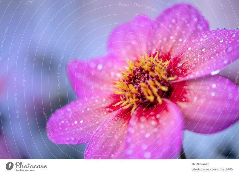 Pinkfarbene Blüte mit Morgentau Florist Blütenpracht Pflanzenschutz erblühen Pflanzenteile Tautropfen Tropfen Blütenkelch frisch Flora Romantik Blütenpflanze