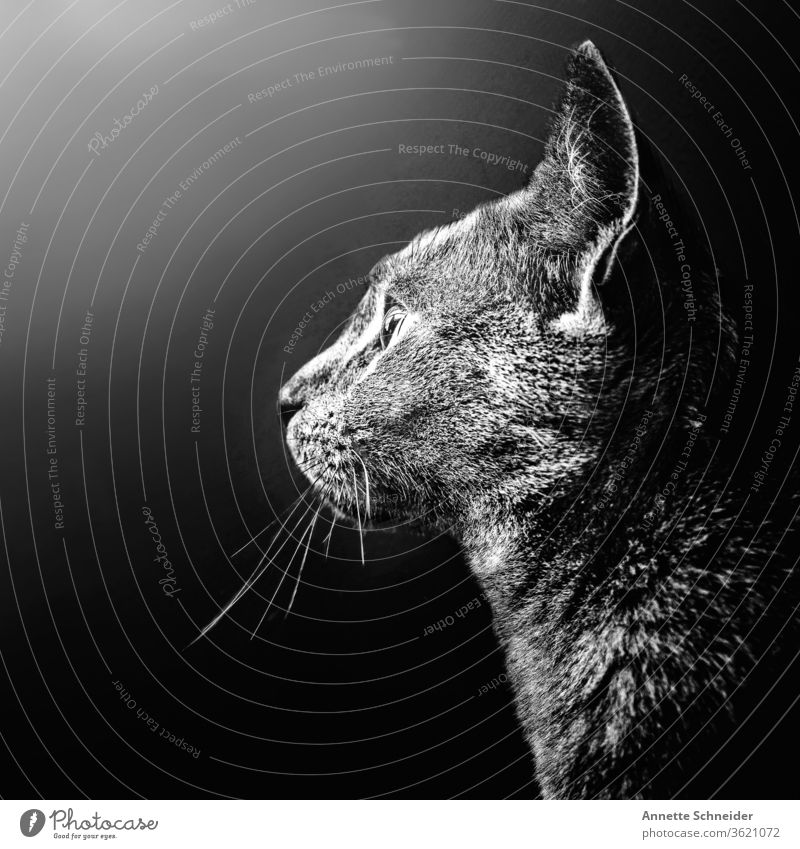 Katzen-Portrait Tierporträt Hintergrund neutral Innenaufnahme Schwarzweißfoto Zufriedenheit Haustier elegant ästhetisch