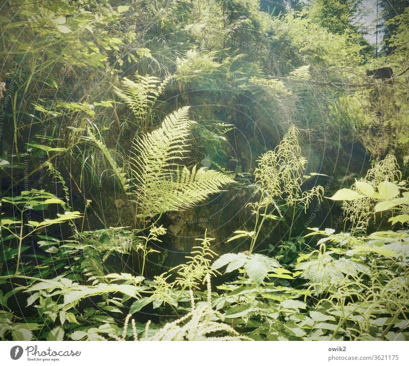 Farn in Gesellschaft Umwelt Natur Landschaft Pflanze Schönes Wetter Sträucher Echte Farne Wald Wachstum grün ruhig Idylle friedlich Waldlichtung