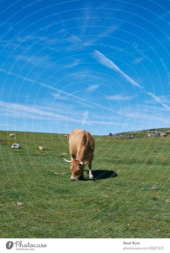 Eine Kuh liegt im Gras und sonnt sich, ländlich Feld hütend Schönheit Rind Europäer Viehbestand Schweiz Berge u. Gebirge Sommer Weidenutzung Wade Wiese Berner
