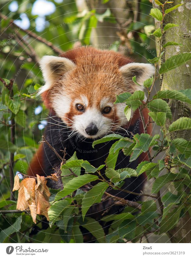Roter Panda rot Säugetier Tier niedlich Sitzen Baum Niederlassungen Blätter Natur pelzig Fell schwarz Porträt wild Tierwelt