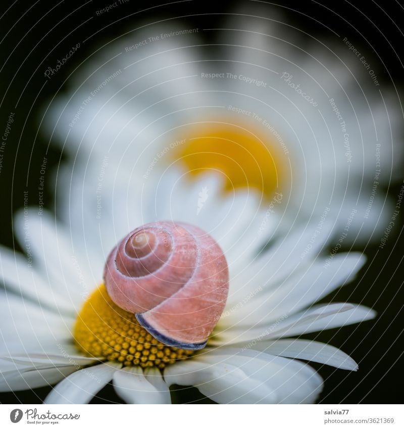 Naturformen | Schnecke und Blüte Margerite Schneckenhaus Blütenblätter Urform Symmetrie Schutz Spirale Makroaufnahme Strukturen & Formen Schwache Tiefenschärfe