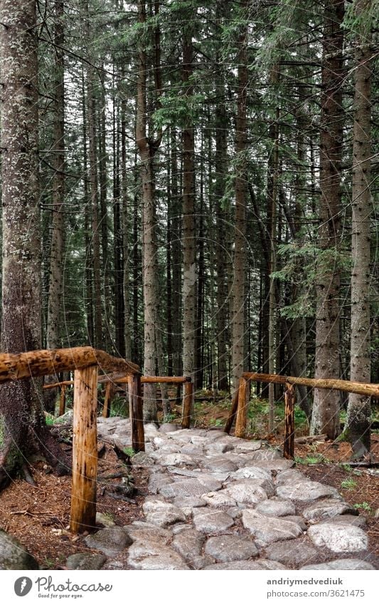 Steinweg in einem Wald in den Bergen. Morske Oko, Polen, Europa Weg Nachlauf Berge u. Gebirge Landschaft wandern Wälder Sommer grün schön Natur reisen im Freien