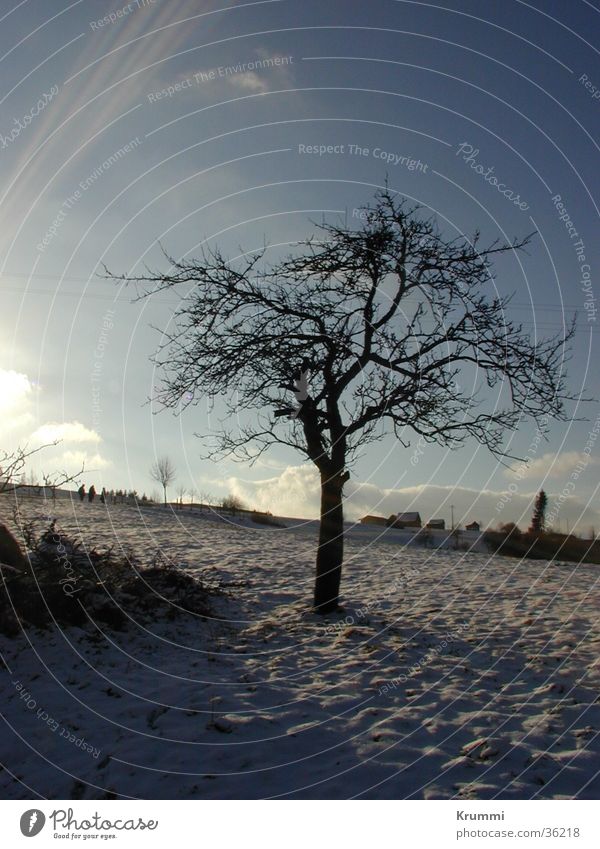 Winterruhe Baum Sonnenaufgang Sonnenuntergang Strukturen & Formen Feld Schnee Morgen Abend Schatten blau Himmel