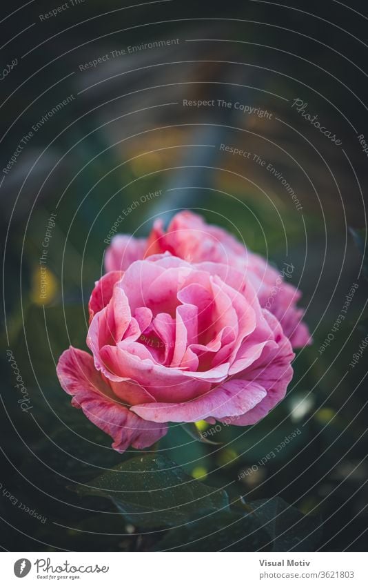 Zartrosa gestreifte Rose, die in den Gärten eines städtischen Parks gezüchtet wird Roséwein filigran Blume kultiviert Blütezeit Garten Wachstum Blütenblatt