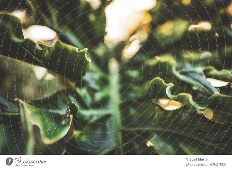Abstrakter Hintergrund eines riesigen welligen grünen Blattes der Philodendron-Pflanze abstrakt Riese Garten sonnig tagsüber Natur Flora Botanik organisch