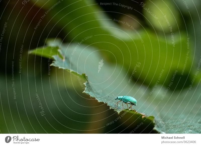 Kleiner, grüner Käfer auf grünem Blatt Insekt Makroaufnahme Nahaufnahme Pflanze Tier Natur